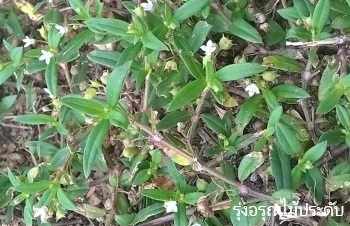 ลักษณะพฤกษศาสตร์ของต้นหญ้าลิ้นงู