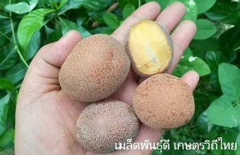 ลักษณะพฤกษศาสตร์ของต้นมะพอก