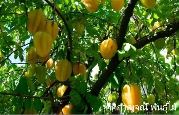 ลักษณะพฤกษศาสตร์ของต้นมะเฟือง
