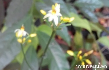ลักษณะพฤกษศาสตร์ของต้นหญ้าหนูต้น