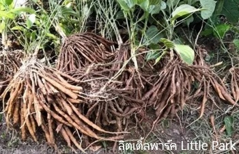 ลักษณะพฤกษศาสตร์ของต้นหนอนตายหยาก