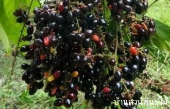 ลักษณะพฤกษศาสตร์ของต้นมะหวด
