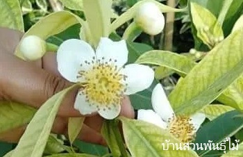 ลักษณะพฤกษศาสตร์ของต้นมังตาน