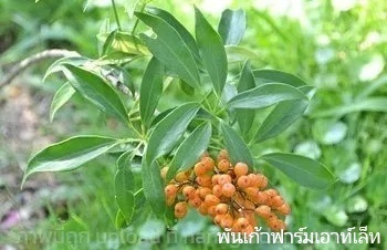 ลักษณะพฤกษศาสตร์ของต้นหนุมานประสานกาย