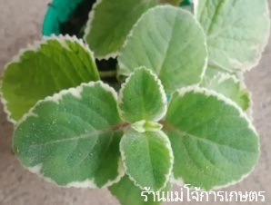 ลักษณะพฤกษศาสตร์ของต้นหูเสือด่าง