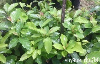 ลักษณะพฤกษศาสตร์ของต้นทำมัง