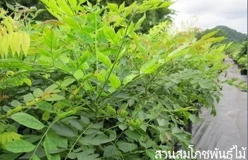 ลักษณะพฤกษศาสตร์ของต้นยมหิน