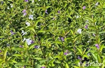 ลักษณะพฤกษศาสตร์ของต้นอังกาบ