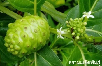 ลักษณะพฤกษศาสตร์ของต้นยอบ้าน