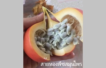 ลักษณะพฤกษศาสตร์ของต้นผักอีนูน