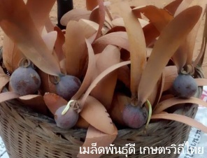 ลักษณะพฤกษศาสตร์ของต้นยางเหียง