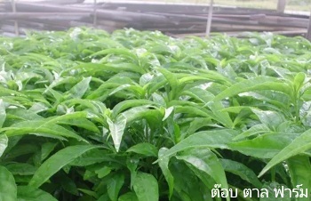 ลักษณะพฤกษศาสตร์ของต้นฮว่านง็อก