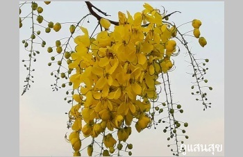 ลักษณะพฤกษศาสตร์ของต้นราชพฤกษ์