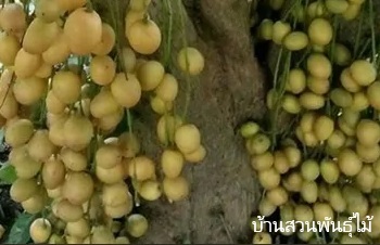 ลักษณะพฤกษศาสตร์ของต้นละไม