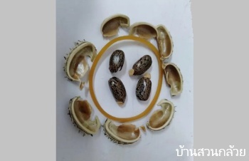 ลักษณะพฤกษศาสตร์ของต้นละหุ่ง