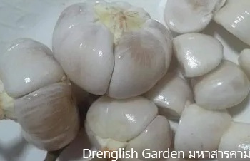 ลักษณะพฤกษศาสตร์ของต้นลังแข