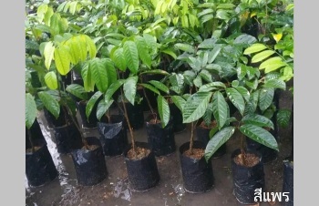 ลักษณะพฤกษศาสตร์ของต้นลางสาด