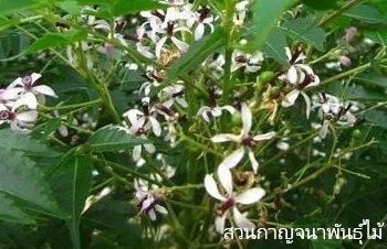 ลักษณะพฤกษศาสตร์ของต้นเลี่ยน