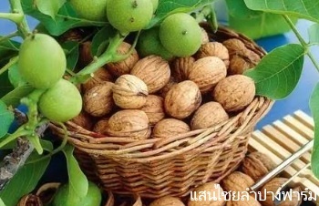 ลักษณะพฤกษศาสตร์ของต้นวอลนัท