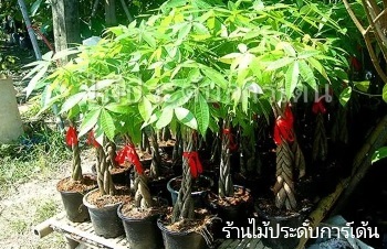 ลักษณะพฤกษศาสตร์ของต้นศุภโชค