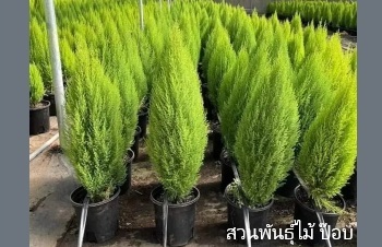 ลักษณะพฤกษศาสตร์ของต้นสนเลม่อน