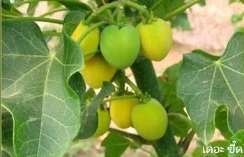 ลักษณะพฤกษศาสตร์ของต้นสบู่ดำ