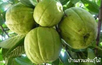 ลักษณะพฤกษศาสตร์ของต้นส้มแขก