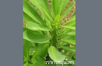 ลักษณะพฤกษศาสตร์ของต้นส้มเช้า