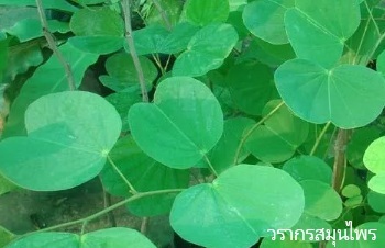 ลักษณะพฤกษศาสตร์ของต้นส้มเสี้ยว