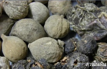 ลักษณะพฤกษศาสตร์ของต้นสมอภิเพก