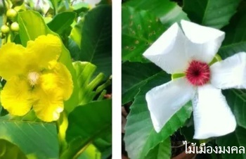 ลักษณะพฤกษศาสตร์ของต้นส้านชะวา