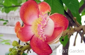 ลักษณะพฤกษศาสตร์ของต้นสาละลังกา