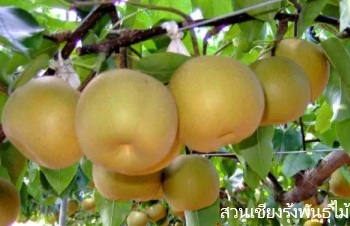 ลักษณะพฤกษศาสตร์ของต้นสาลี่