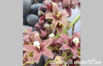 ลักษณะพฤกษศาสตร์ของต้นสำโรง