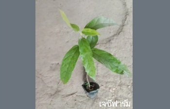 ลักษณะพฤกษศาสตร์ของต้นสีเสียด