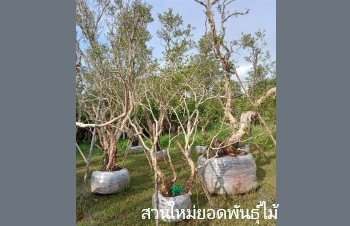 ลักษณะพฤกษศาสตร์ของต้นเสม็ดขาว