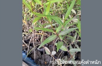 ลักษณะพฤกษศาสตร์ของต้นแสมขาว