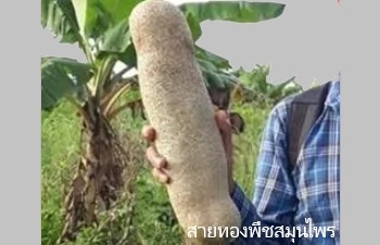 ลักษณะพฤกษศาสตร์ของต้นไส้กรอกแอฟริกา