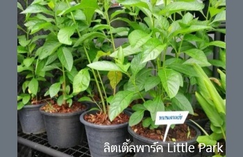 ลักษณะพฤกษศาสตร์ของต้นหนานเฉาเหว่ย