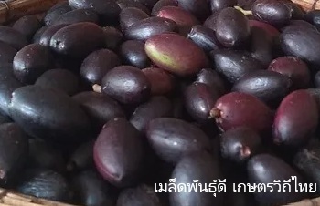 ลักษณะพฤกษศาสตร์ของต้นหนำเลี๊ยบ