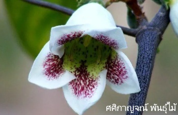 ลักษณะพฤกษศาสตร์ของต้นหมักม่อ