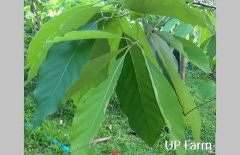 ลักษณะพฤกษศาสตร์ของต้นหมี่