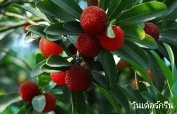 ลักษณะพฤกษศาสตร์ของต้นหยางเหมย