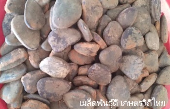 ลักษณะพฤกษศาสตร์ของต้นหลุมพอ