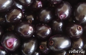 ลักษณะพฤกษศาสตร์ของต้นหว้า