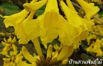 ลักษณะพฤกษศาสตร์ของต้นเหลืองอินเดีย