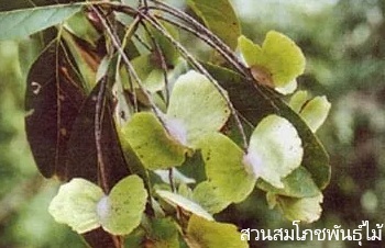 ลักษณะพฤกษศาสตร์ของต้นแหนนา