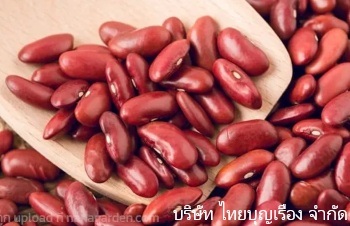 ลักษณะพฤกษศาสตร์ของต้นถั่วแดง