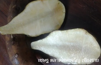 ลักษณะพฤกษศาสตร์ของต้นบัวหิมะ