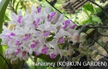 ลักษณะพฤกษศาตร์ของต้นกล้วยไม้ช้างกระ